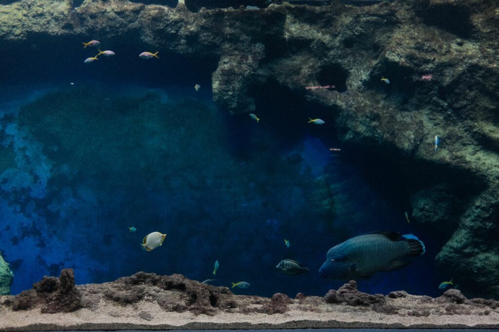 sortie-lyon-famille-aquarium